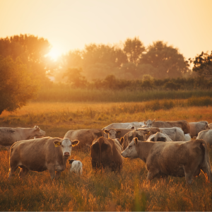 Livestock cattle in pasture pictured -   Feeding Your Livestock Right: A Guide to Quality Hay and Grain 