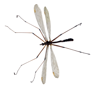 Photo close up of crane fly. It's Crane Fly Season: What to Do? 